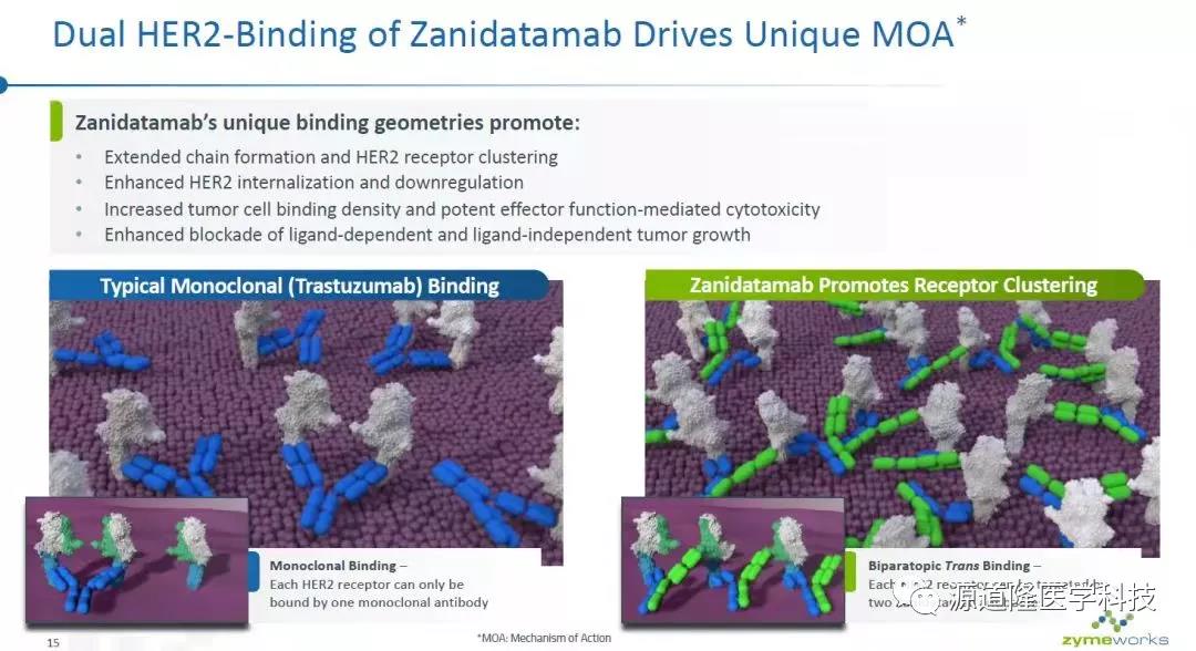 HER2双特异性抗体Zanidatamab应用于乳腺癌治疗获得进展-纳米抗体,抗体库体亲和力成熟,抗体人源化,骆驼抗体,酵母抗体库,噬菌体抗体 ...